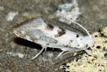 Niphonympha dealbatella